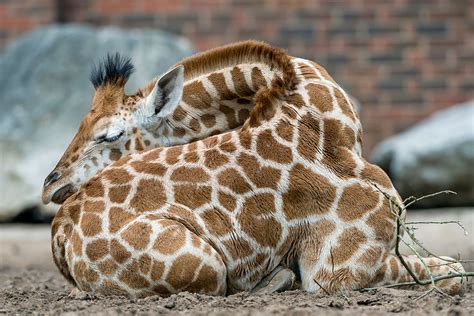How do giraffes sleep - While sloths do get around 14 hours of sleep on average each day, this is about the same amount of sleep that the average dog gets. Here are the animals that sleep the longest per day: Large hairy armadillo: 20.4 hours. Little pocket mouse: 20.1 hours. Brown bat: 19.9 hours. North American opossum: 18 hours.
